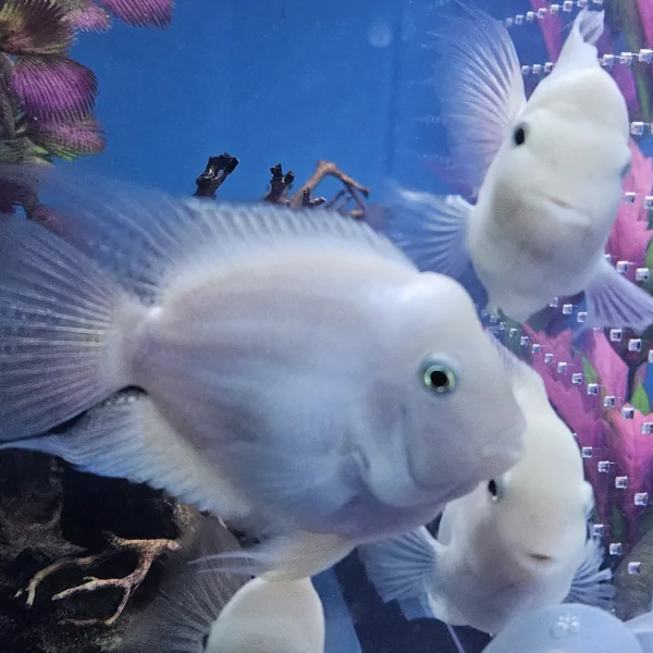 Platinum Parrot Fish